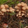 Gymnopus confluens, Knopfstieliger Rübling